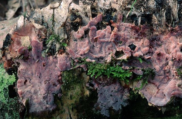 : Schneckenbasidie-Helicobasidium purpureum