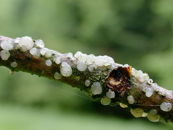 Buckeliger Zitterling-Tremella globospora