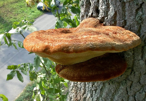 Zottiger Schillerporling-Inonotus hispidus