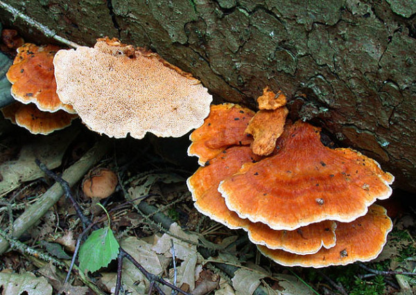 Leuchtender Weichporling-Pycnoporellus fulgens