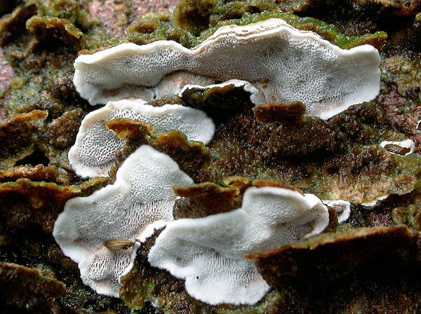 Fleischgrauer Knorpelporling-Skeletocutis carneogrisea