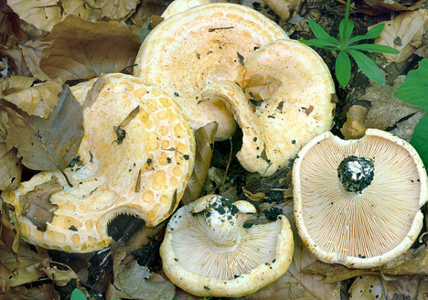 Queradriger Milchling-Lactarius acerrimus
