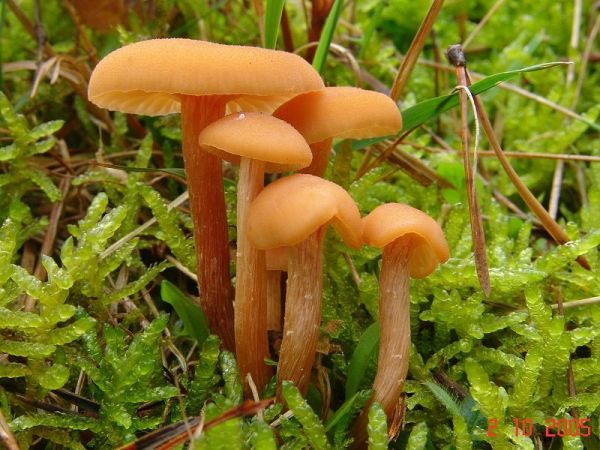 Roter Lackpilz-Laccaria laccata
