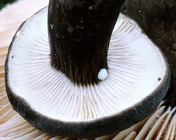 Mohrenkopf-Lactarius ligniotus