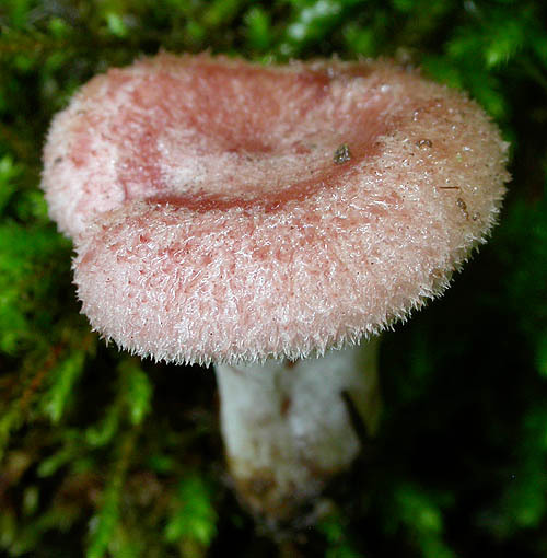 Schüppchenmilchling-Lactarius spinosulus