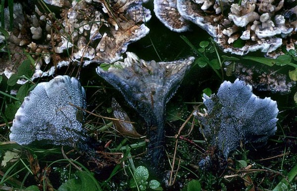 Wohlriechender Korkstacheling-Hydnellum suaveolens
