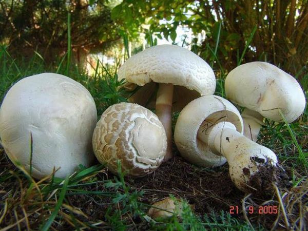 Rosablättriger Egerlingsschirmpilz-Leucoagaricus leucothites