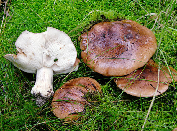 Getropfter Kiefernritterling-Tricholoma pessundatum