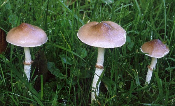 Purpurgrauer Träuschling-Stropharia inuncta