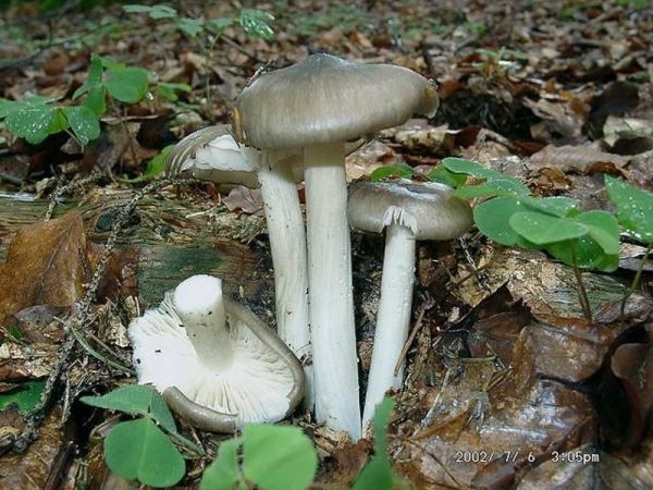 Breitblättriger Holzrübling-Megacollybia platyphylla