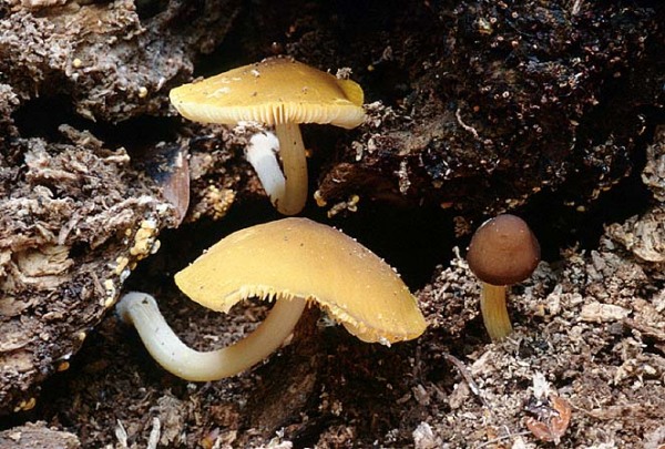 Goldbrauner Dachpilz-Pluteus chrysophaeus