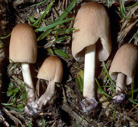 Breitsporiger Scheibchentintling-Parasola leiocephala