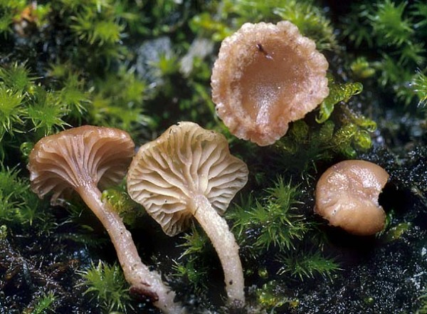 Lilaschuppiger Nabeling-Omphalina lilacinicolor