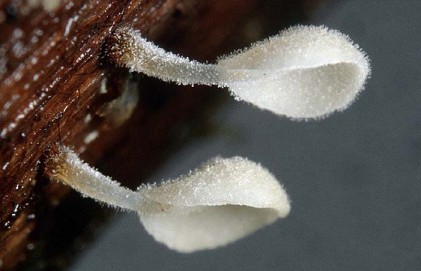 : Schwindling-Gloiocephala cornelii