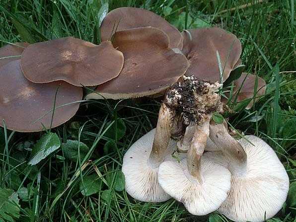 Büscheliger Rasling-Lyophyllum decastes