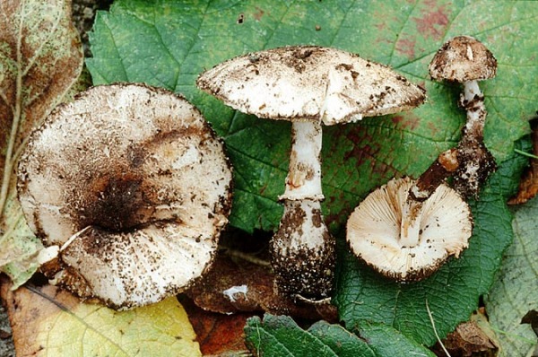 Anlaufender Egerlingsschirmpilz-Leucocoprinus badhamii