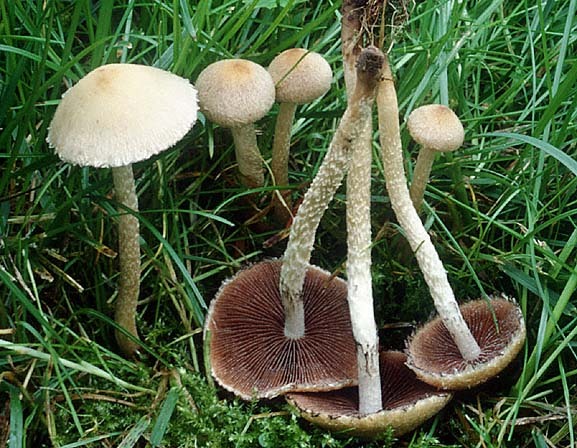 : Saumpilz-Lacrymaria rigidipes