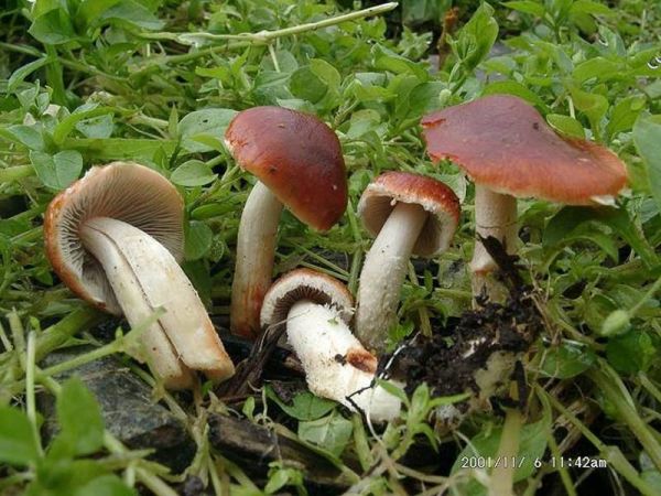 Orangeroter Träuschling-Stropharia aurantiaca