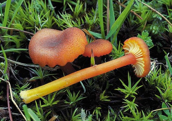 Grobschuppiger Moorsaftling-Hygrocybe turunda