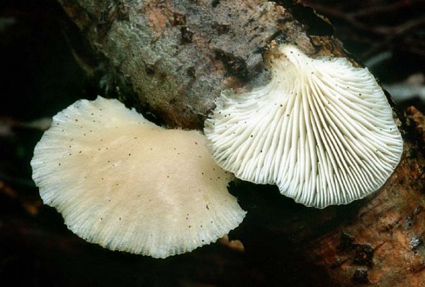 Zweisporiger Muscheling-Hohenbuehelia fluxilis