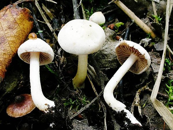Großsporiger Fälbling-Hebeloma gigaspermum
