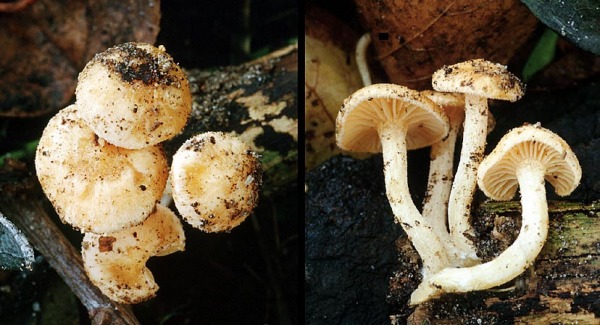 Zweisporiger Prachtnabeling-Haasiella venustissima