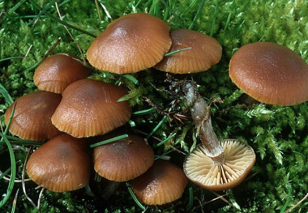 Breitsporiger Häubling-Galerina pseudomycenopsis