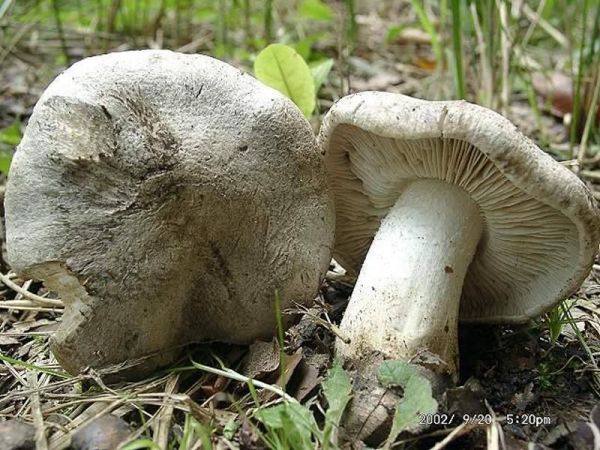 Tiger-Ritterling-Tricholoma tigrinum