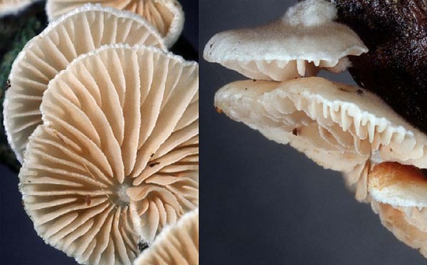 : Stummelfüsschen-Crepidotus cesatii