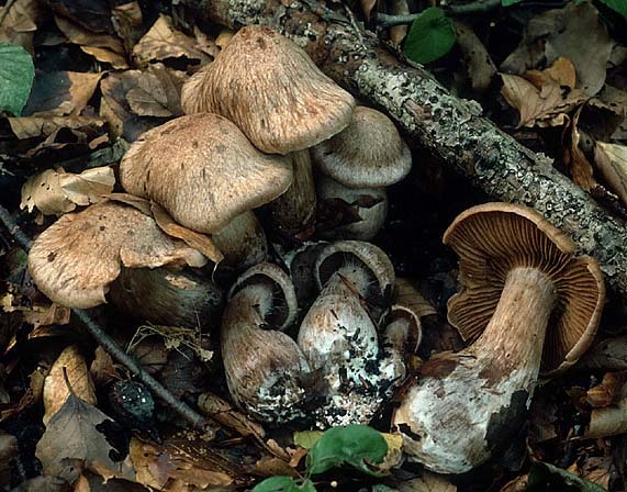 Wildschwein-Gürtelfuss-Cortinarius aprinus