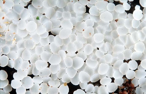 : Holzbecherchen-Bisporella macra