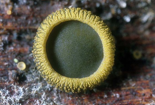 Olivfarbenes Kelchbecherchen-Catinella olivacea