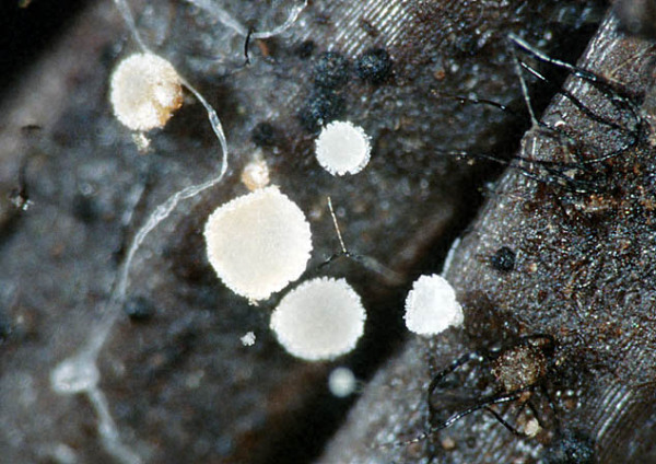 Kiefernnadeln-Haarbecherchen-Cistella acuum