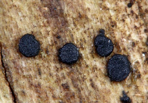 Vielsporiges Gallertbecherchen-Claussenomyces atrovirens