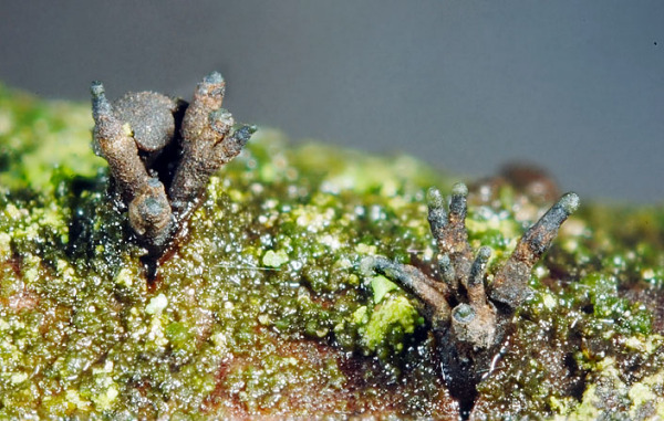 :-Dermea prunastri