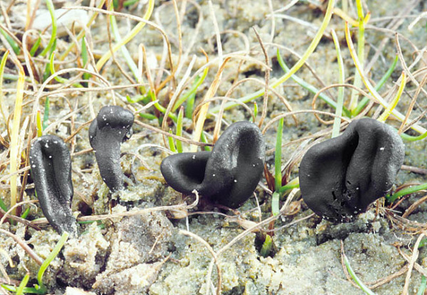 Strand-Erdzunge-Geoglossum littorale