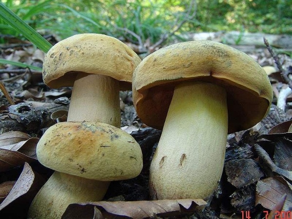 Glattstieliger Hexenröhrling-Boletus queletii