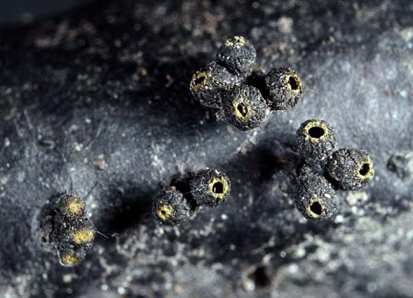 :-Godronia uberiformis
