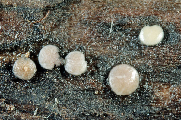 : Graddonia-Graddonia coracina