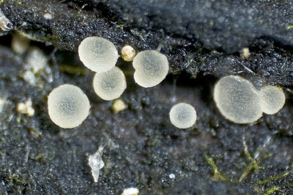 :-Hyaloscypha intacta