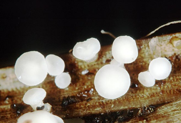 : Stengelbecherchen-Hymenoscyphus subtilis