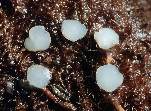 :-Phaeohelotium flexuosum