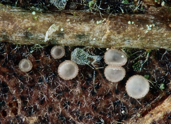 :-Pyrenopeziza nervicola