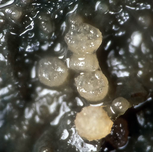 :-Coprotus sexdecimsporus