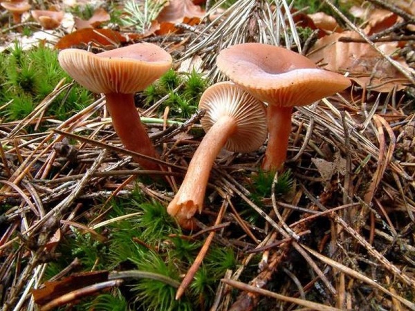 Leberbrauner Milchling-Lactarius hepaticus