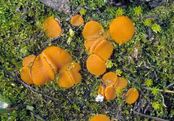 :-Ramsbottomia asperior
