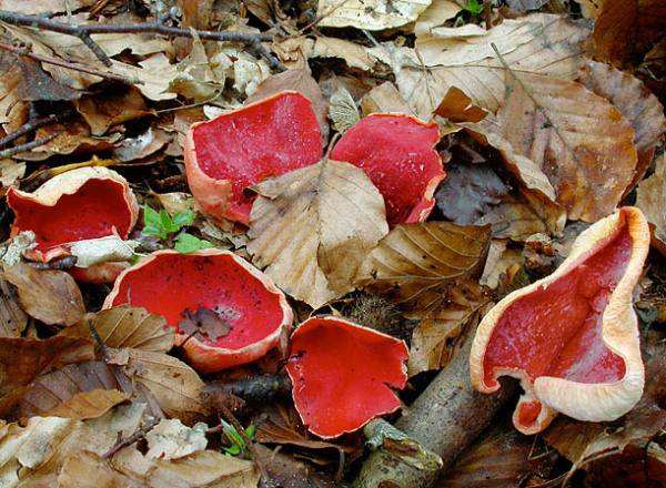 Zinnoberroter Prachtsbecherling-Sarcoscypha coccinea