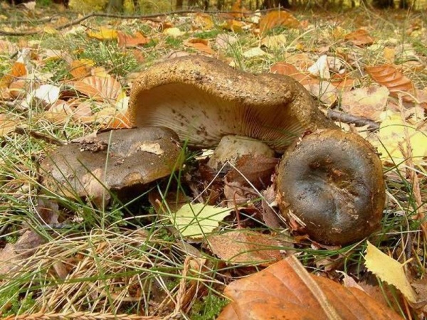 Tannen-Reizker-Lactarius turpis