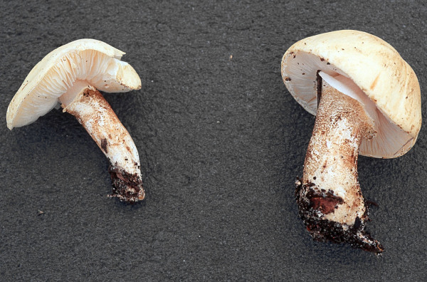 Fleckender Schmierschirmling-Chamaemyces fracidus
