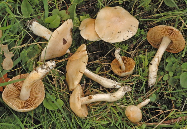 Kristallschleimfuss-Cortinarius barbatus